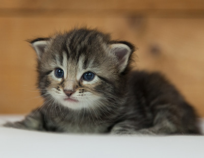 Naïa - 3 weeks old