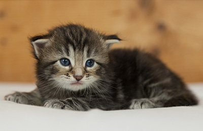 Naïa - 3 weeks old