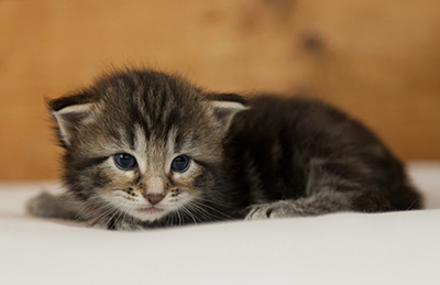 Naïa - 3 weeks old