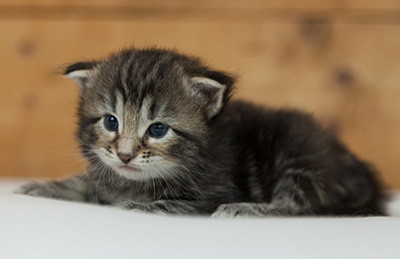Naïa - 3 weeks old