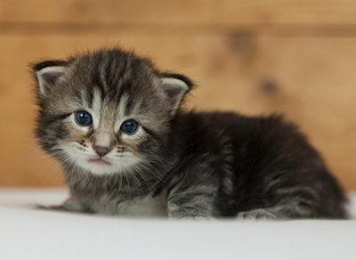 Naïa - 3 weeks old