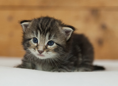 Naïa - 3 weeks old