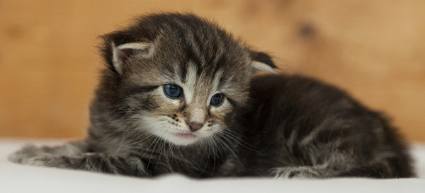 Naïa - 3 weeks old