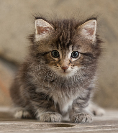 Naïa - 6 weeks old