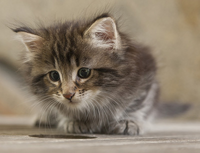 Naïa - 6 weeks old