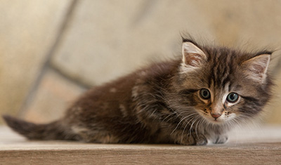 Naïa - 6 weeks old