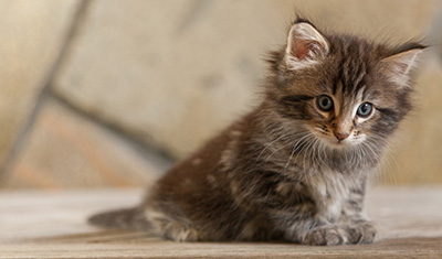 Naïa - 6 weeks old