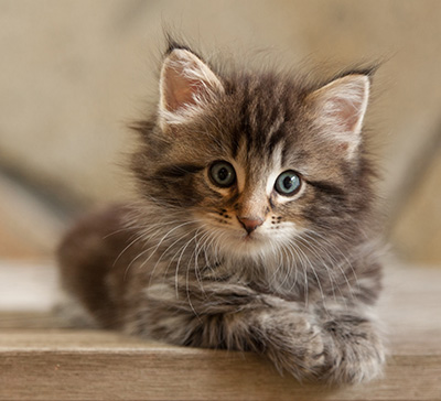 Naïa - 6 weeks old