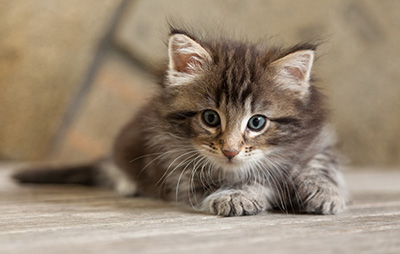Naïa - 6 weeks old