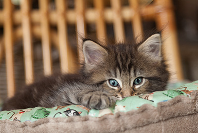 Naïa - 6 weeks old