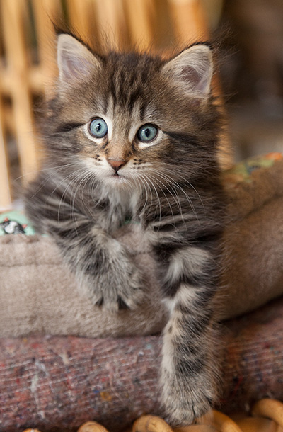 Naïa - 6 weeks old
