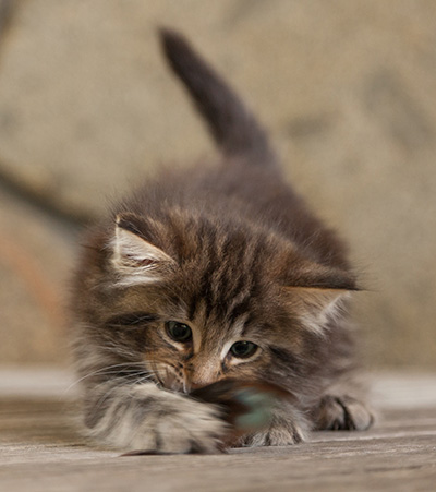 Naïa - 6 weeks old