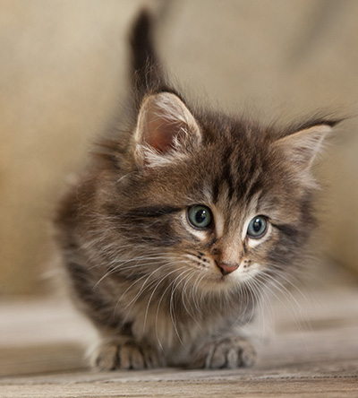 Naïa - 6 weeks old