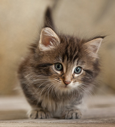 Naïa - 6 weeks old