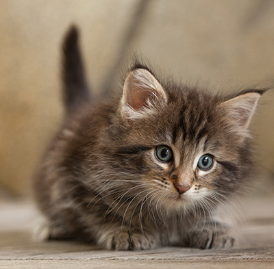 Naïa - 6 weeks old