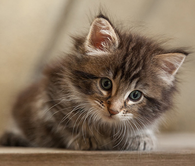Naïa - 6 weeks old