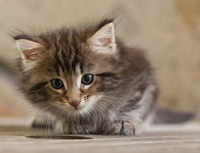 Naïa - 6 weeks old