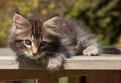 Naïa - 8 weeks old
