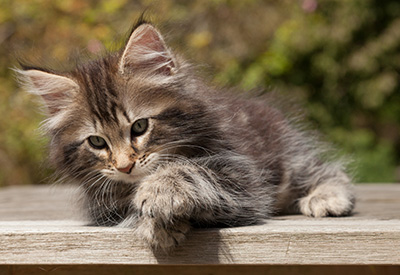 Naïa - 8 weeks old