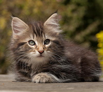 Naïa - 8 weeks old