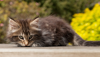 Naïa - 8 weeks old