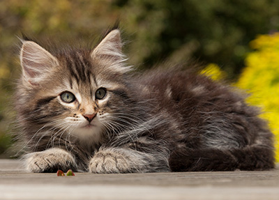 Naïa - 8 weeks old