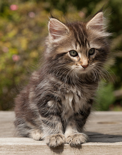 Naïa - 8 weeks old