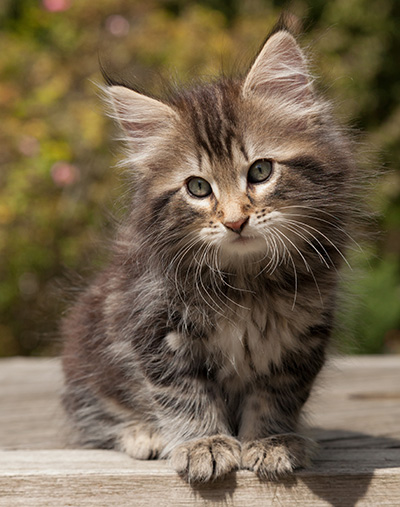 Naïa - 8 weeks old
