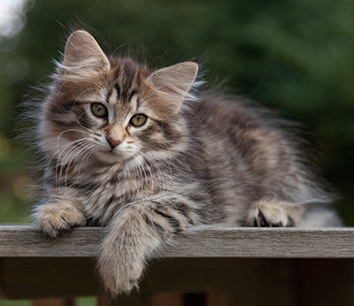 Nehalennia - 11 weeks old