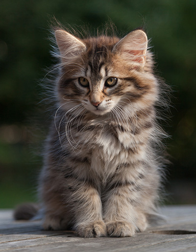 Nehalennia - 11 weeks old