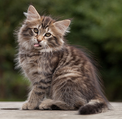 Nehalennia - 11 weeks old