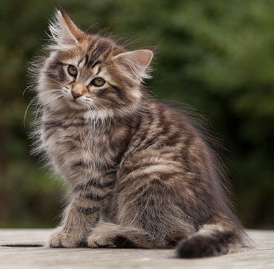 Nehalennia - 11 weeks old