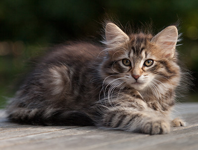 Nehalennia - 11 weeks old
