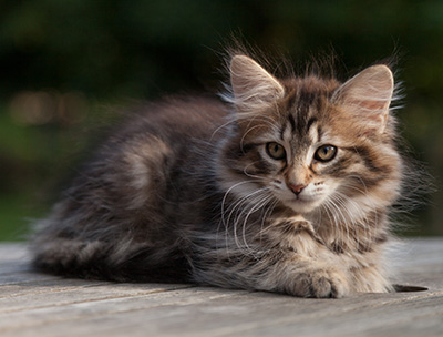 Nehalennia - 11 weeks old
