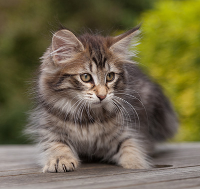 Nehalennia - 11 weeks old