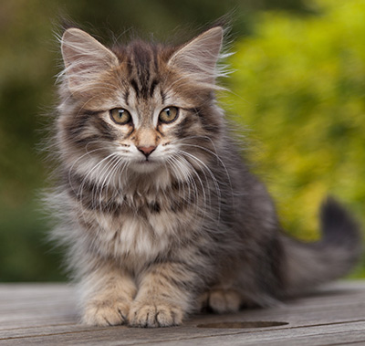 Nehalennia - 11 weeks old