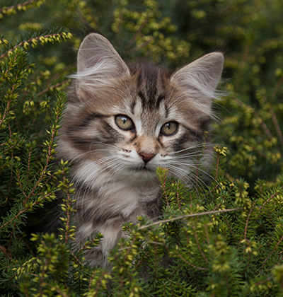 Nehalennia - 11 weeks old