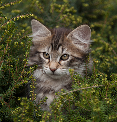 Nehalennia - 11 weeks old