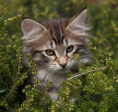 Nehalennia - 11 weeks old
