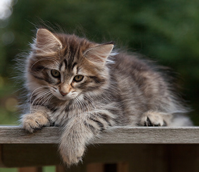 Nehalennia - 11 weeks old