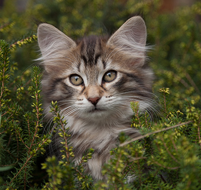 Nehalennia - 11 weeks old