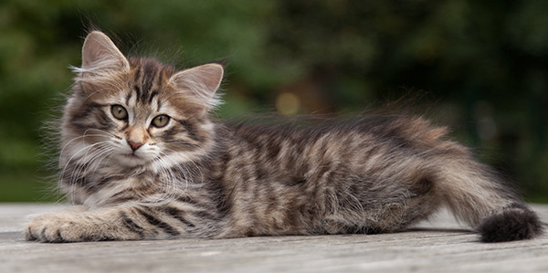Nehalennia - 11 weeks old