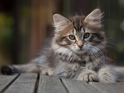 Nehalennia - 11 weeks old