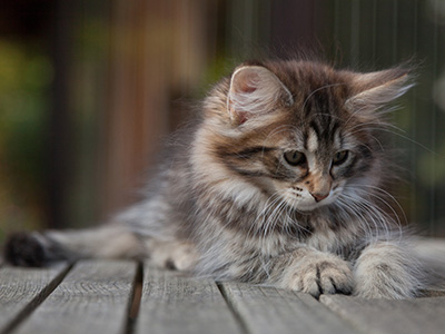 Nehalennia - 11 weeks old