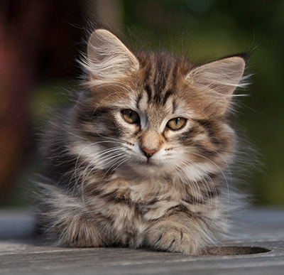 Nehalennia - 11 weeks old