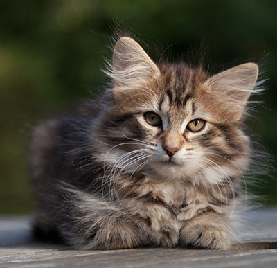 Nehalennia - 11 weeks old