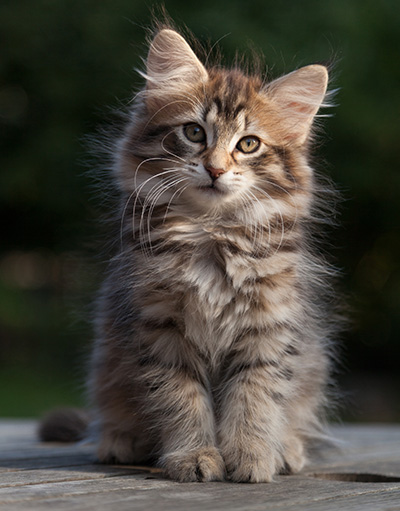 Nehalennia - 11 weeks old