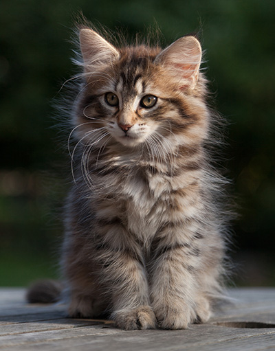 Nehalennia - 11 weeks old