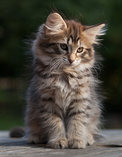 Nehalennia - 11 weeks old