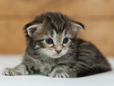 Nehalennia - 3 weeks old